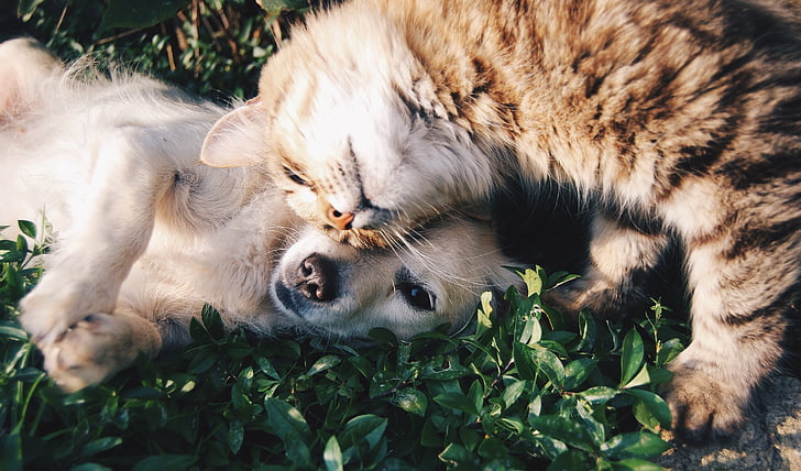 A tabby cat and a pale dog lying together in grass, the cat resting its head against the dog’s face.