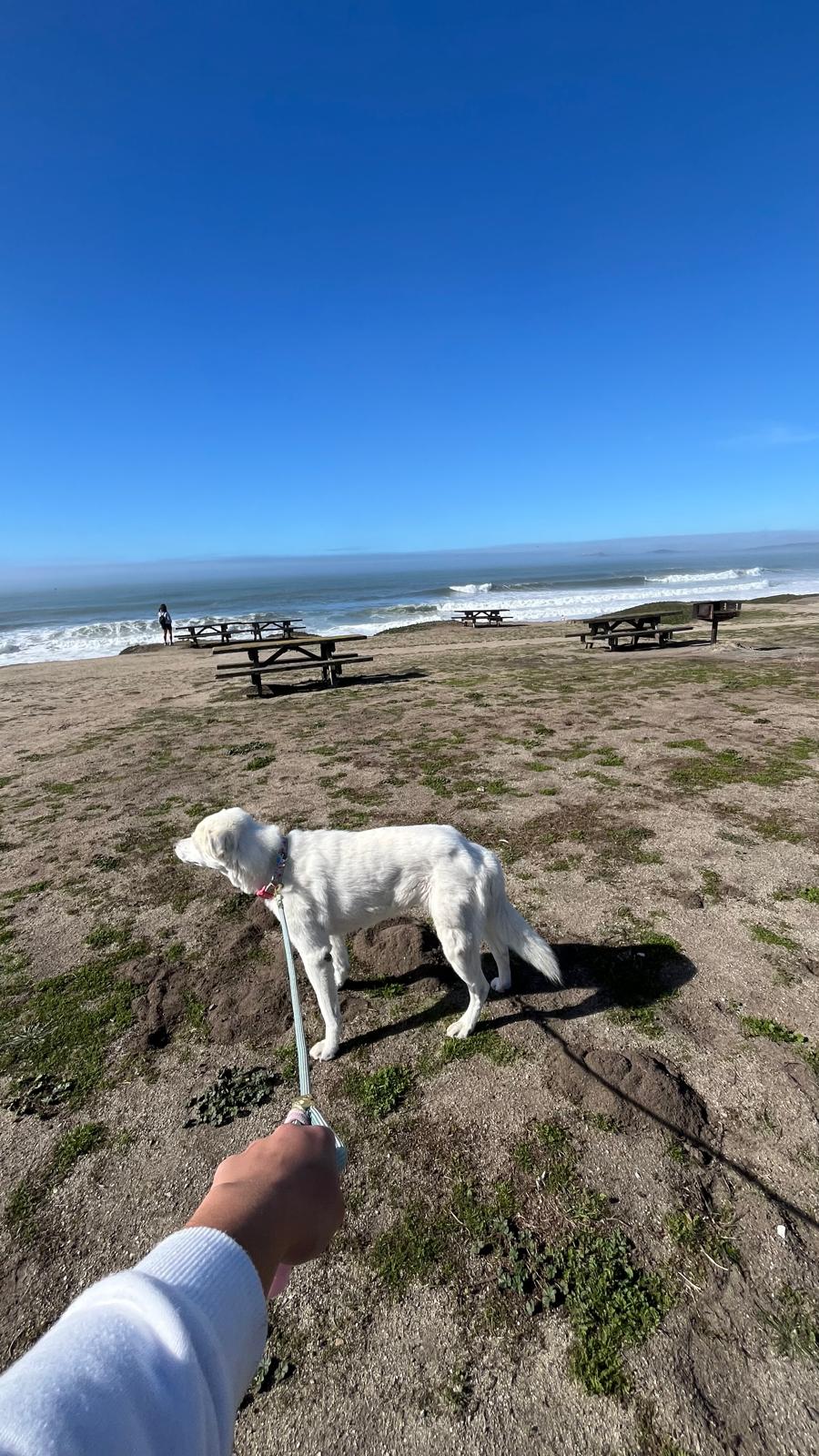 A white dog on a leash standing on a grassy bluff above a beach, with picnic tables, breaking surf and a clear sky behind it.