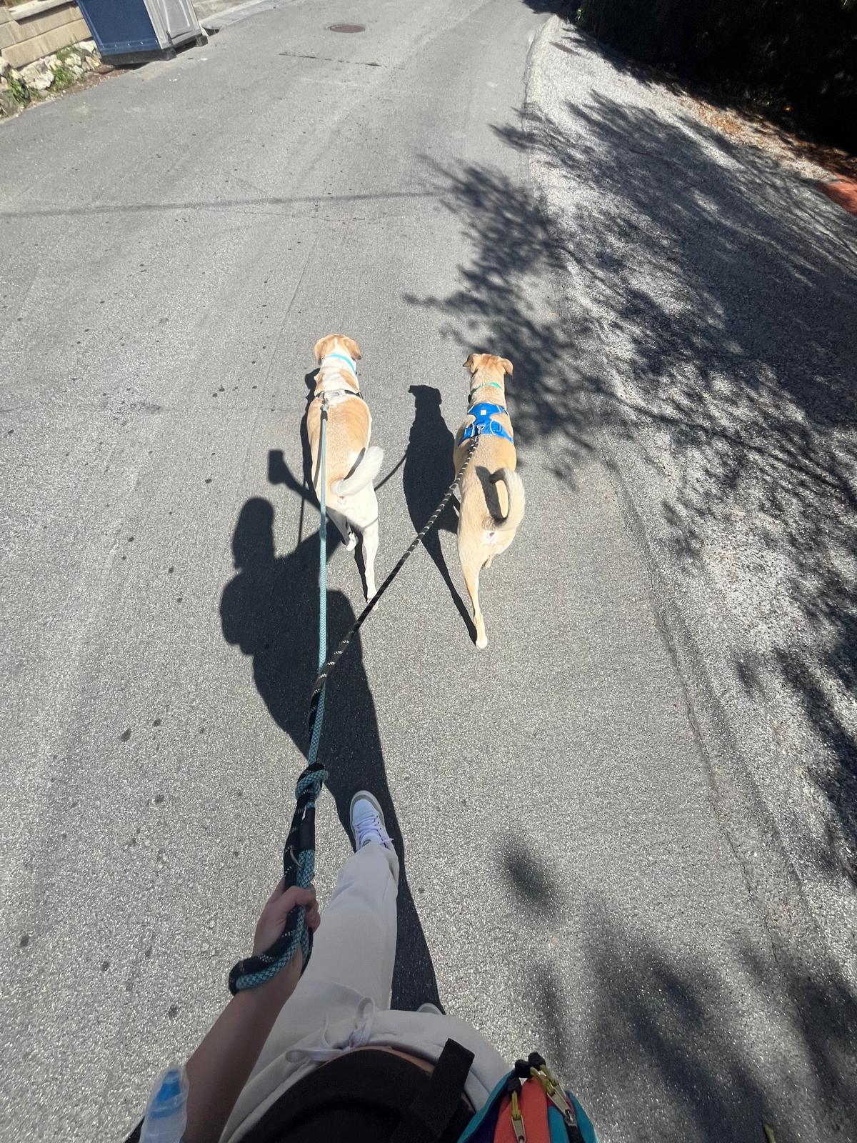 A downward view of two tan dogs walking ahead on a sunlit residential street, seen from behind by the person walking them.