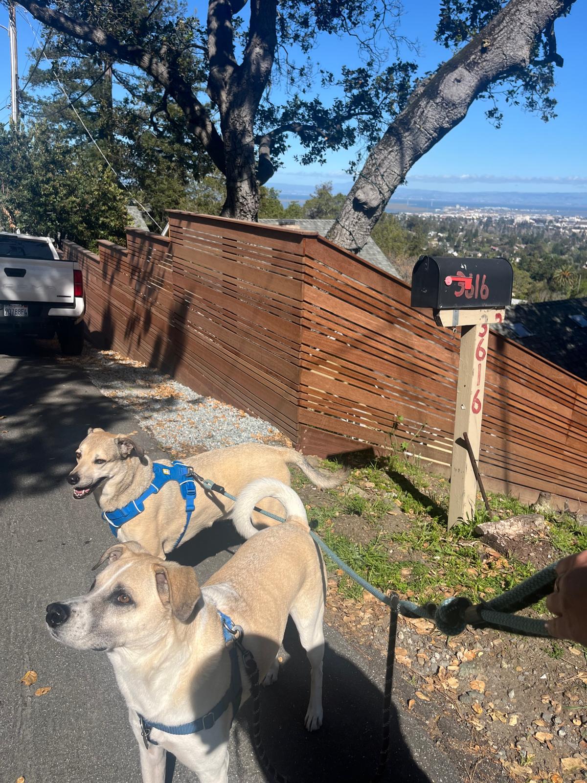 Two tan dogs on leads beside a redwood slat fence, next to a mailbox, with a hillside view over the bay behind them.